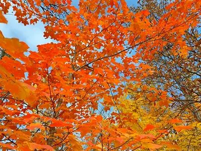 Orange maple tree