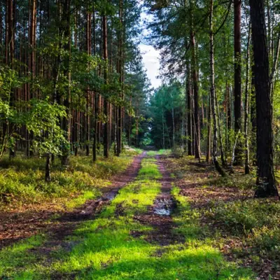 Trail through woods