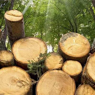 Stacked cut timber