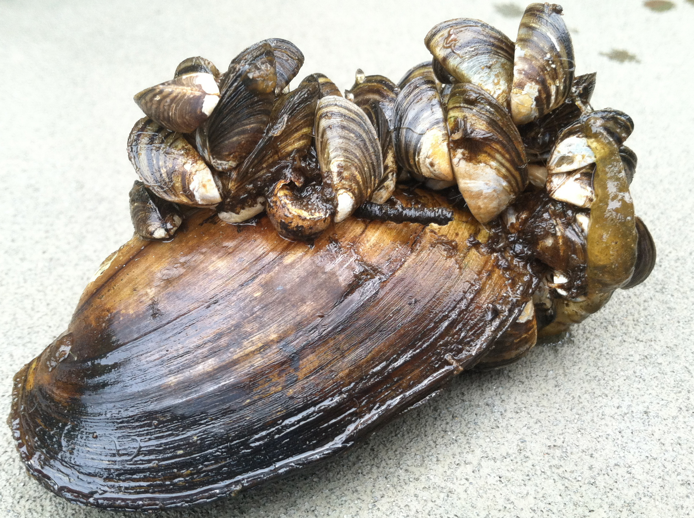 Zebra mussels