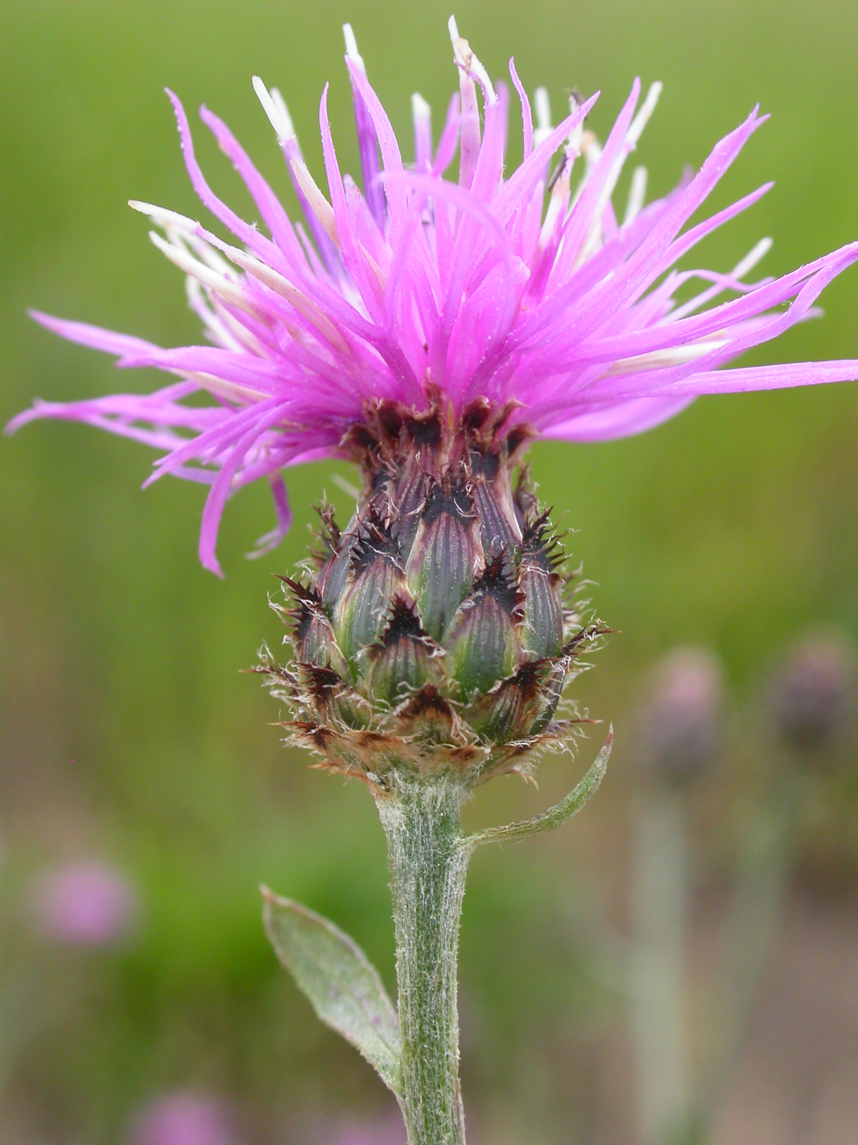 Brown knapweed