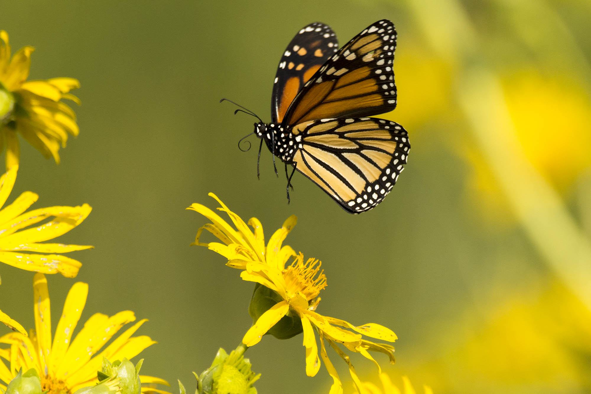 Monarch butterfly with yellow flower